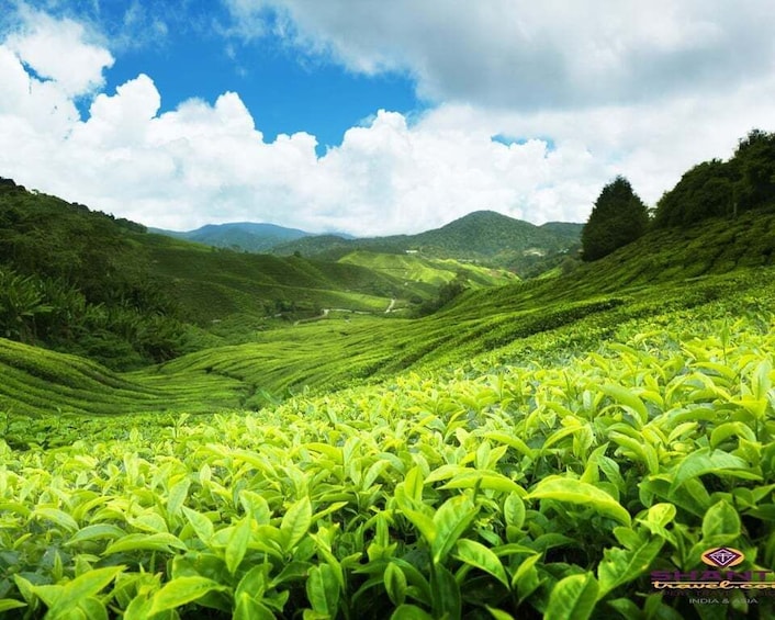 Picture 3 for Activity From Kandy: James Taylor’s Tea Tour (The Tale of Ceylon Tea)
