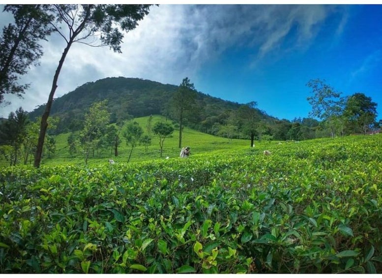 Picture 4 for Activity From Kandy: James Taylor’s Tea Tour (The Tale of Ceylon Tea)