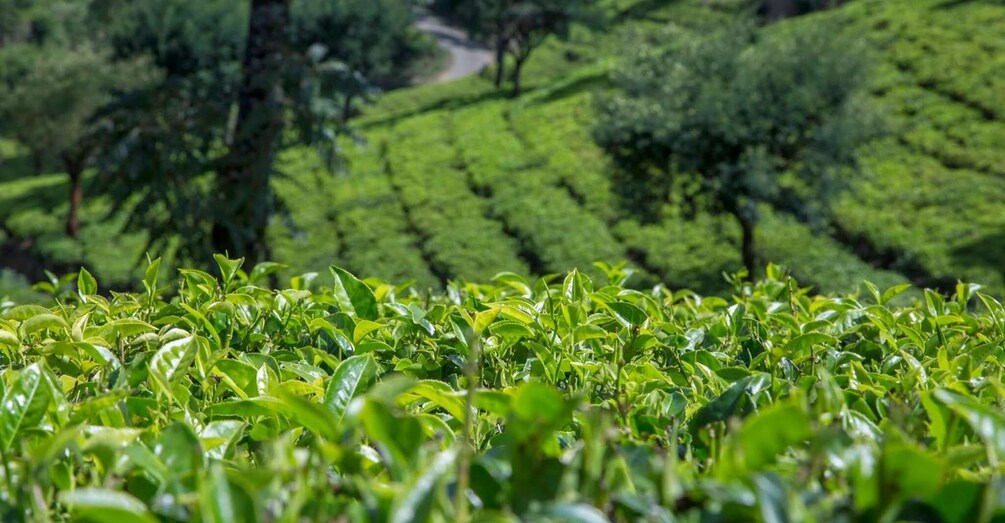 Picture 5 for Activity From Kandy: James Taylor’s Tea Tour (The Tale of Ceylon Tea)