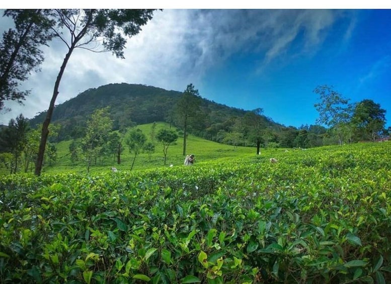 Picture 4 for Activity From Kandy: James Taylor’s Tea Tour (The Tale of Ceylon Tea)