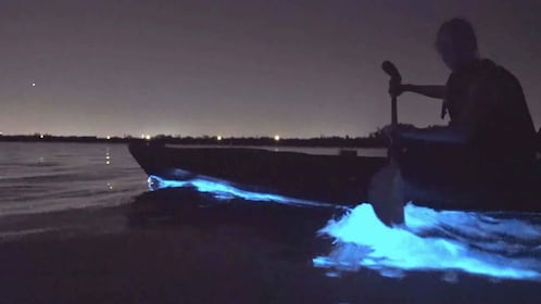 Auckland: Bioluminescence Kayak Tour