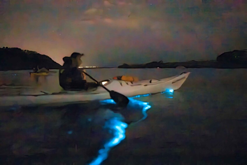 Picture 3 for Activity Auckland: Bioluminescence Kayak Tour