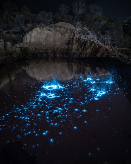 Picture 7 for Activity Auckland: Bioluminescence Kayak Tour