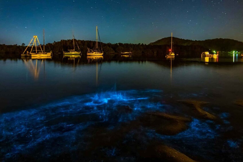 Picture 6 for Activity Auckland: Bioluminescence Kayak Tour