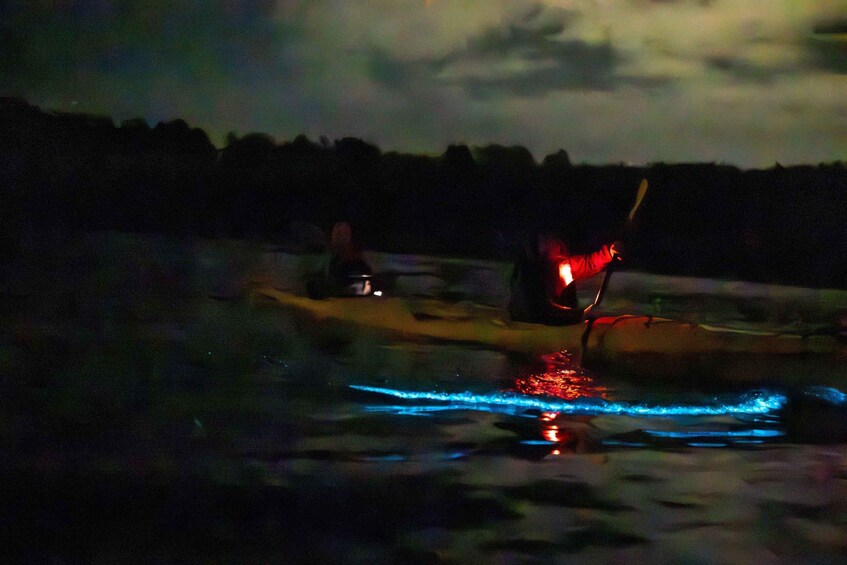 Picture 9 for Activity Auckland: Bioluminescence Kayak Tour