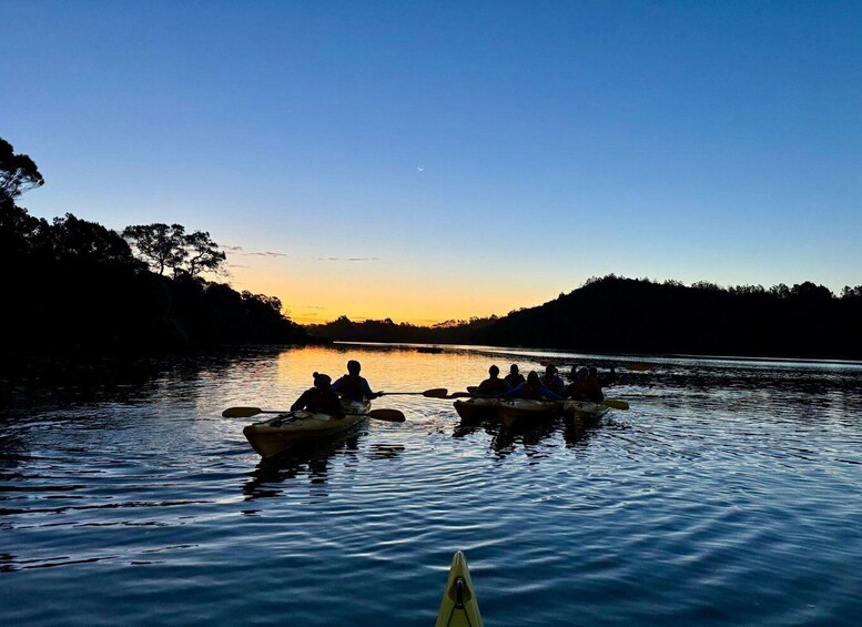 Picture 4 for Activity Auckland: Bioluminescence Kayak Tour