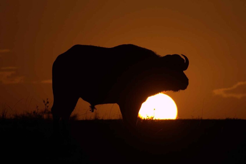 Picture 11 for Activity Day tour to Amboseli National Park