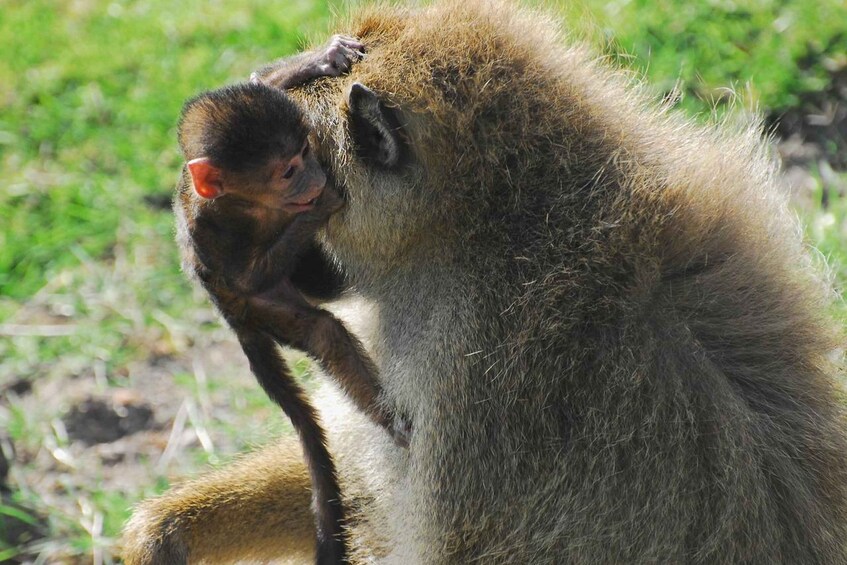 Picture 9 for Activity Day tour to Amboseli National Park