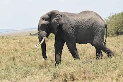 Tour di un giorno al Parco Nazionale di Amboseli