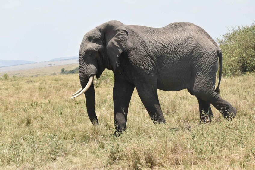 Day tour to Amboseli National Park