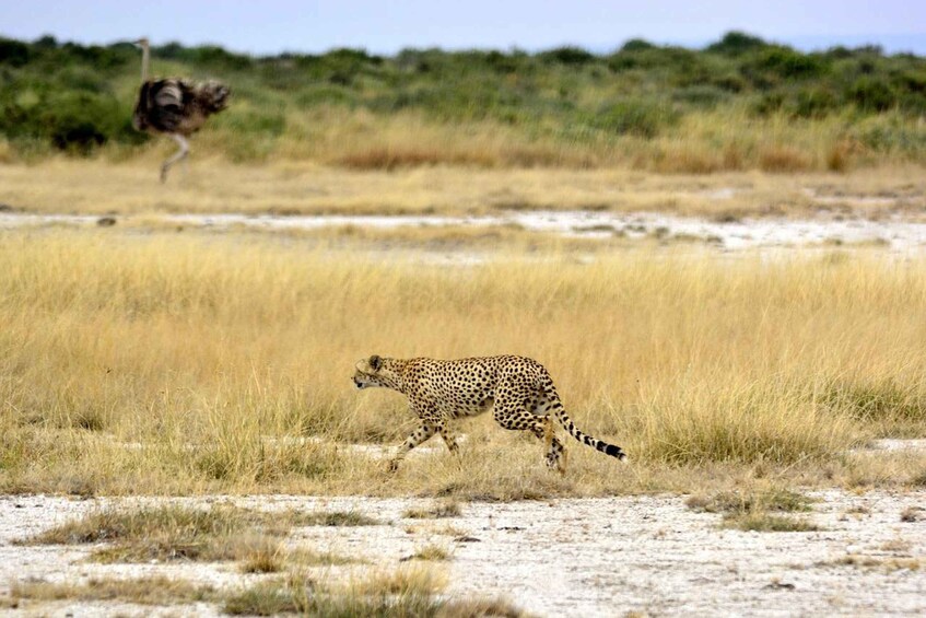 Picture 12 for Activity Day tour to Amboseli National Park