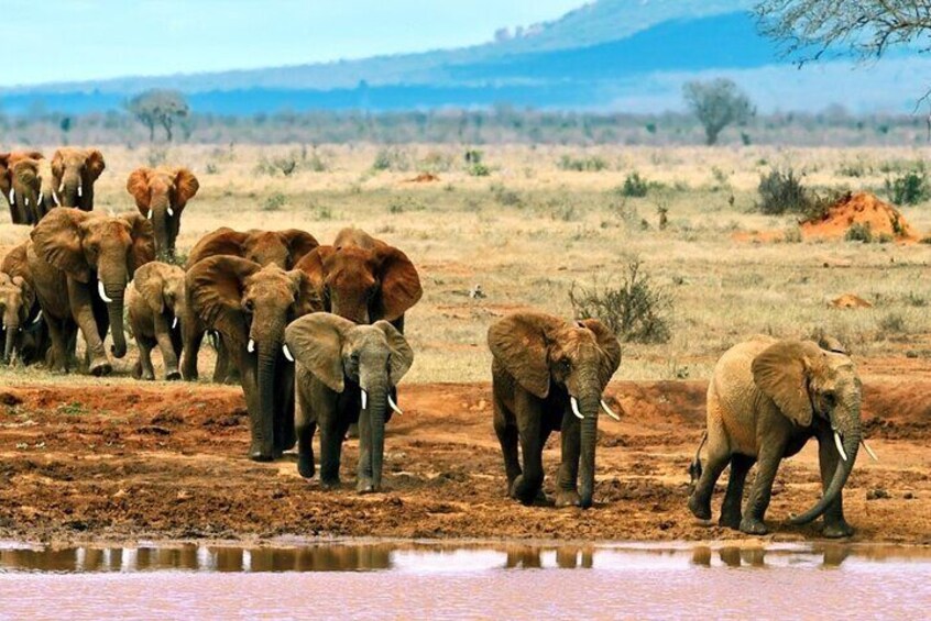 Wild animals drinking heading to drink water