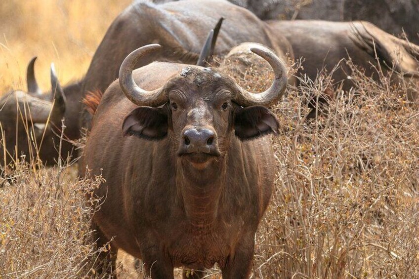 buffalo closeup