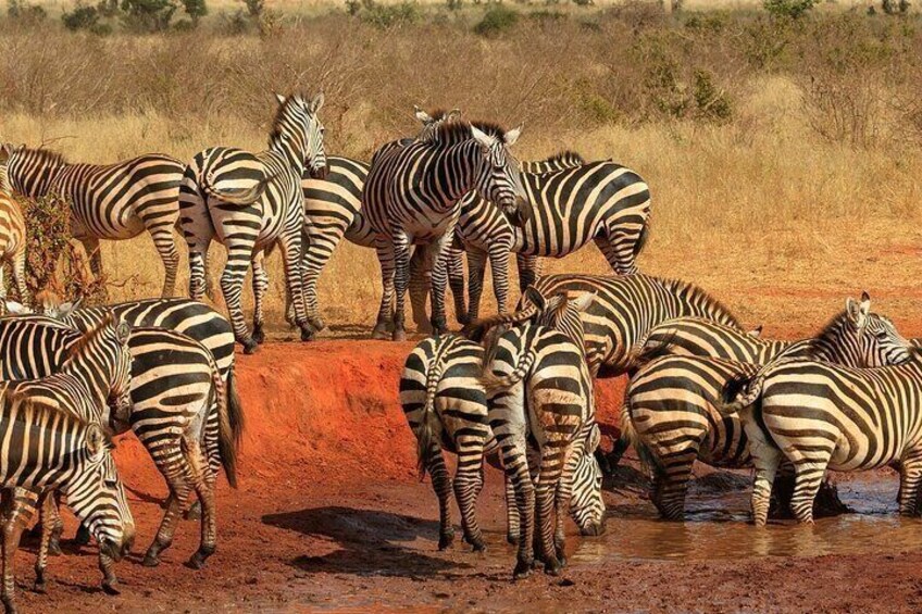 zebras