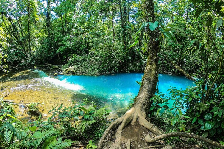 Picture 2 for Activity La Fortuna: Rio Celeste Full Day Tour