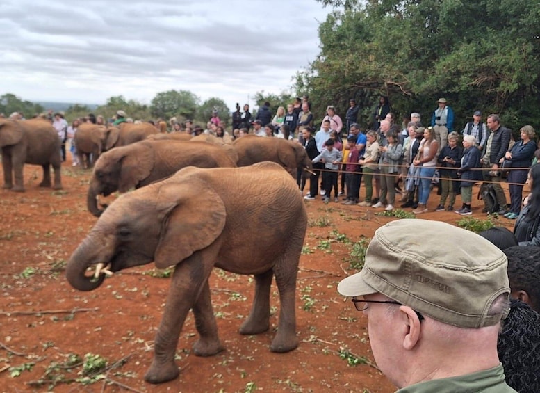 Elephant Orphanage And Giraffe Centre Half Day Trip