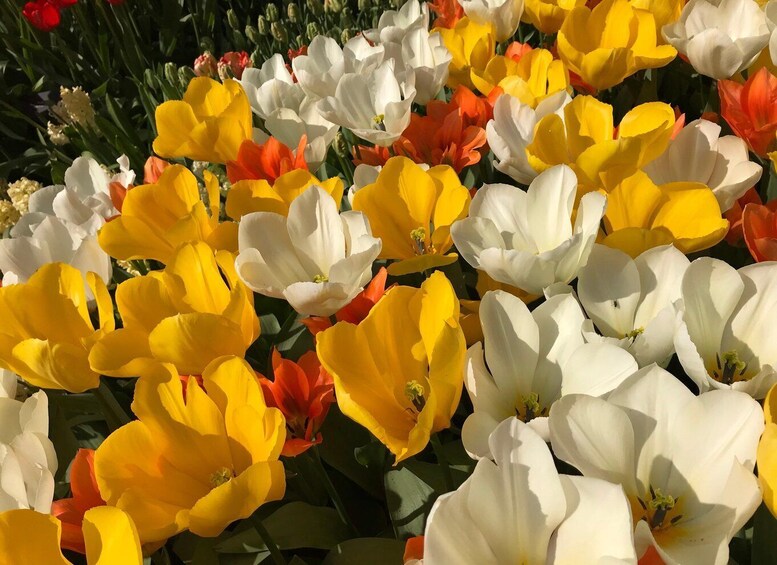 Picture 3 for Activity Your Own Holland. Keukenhof's Tulip Paradise