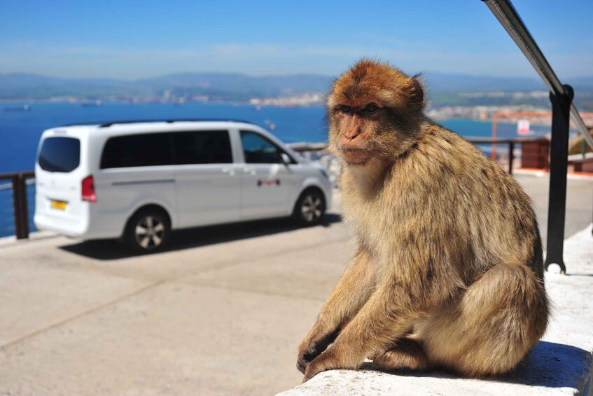 Gibraltar: Private Highlights Tour with Entry Tickets