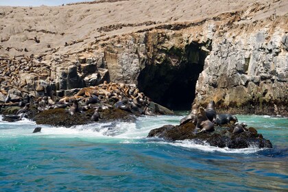 Lima: nado con leones marinos y crucero por las islas Palomino