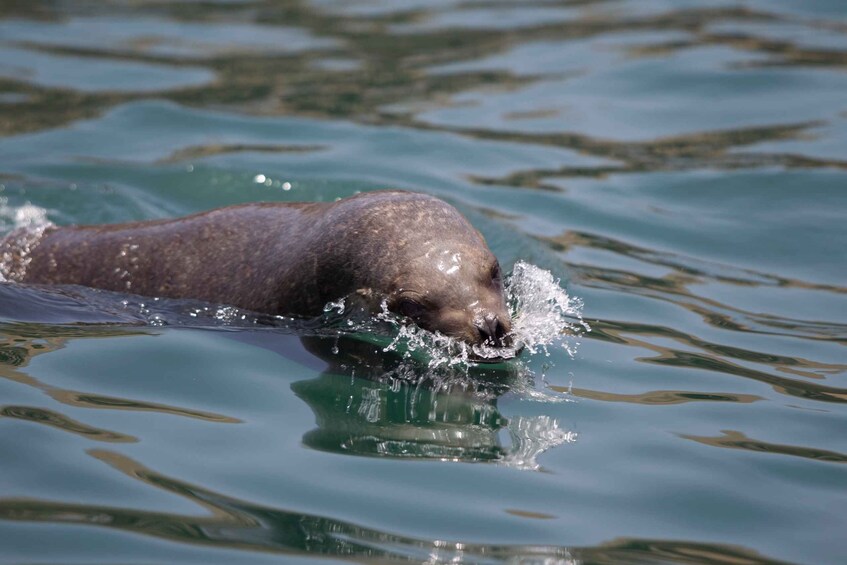 Picture 2 for Activity Lima: Sea Lion Swim and Wildlife Palomino Islands Cruise