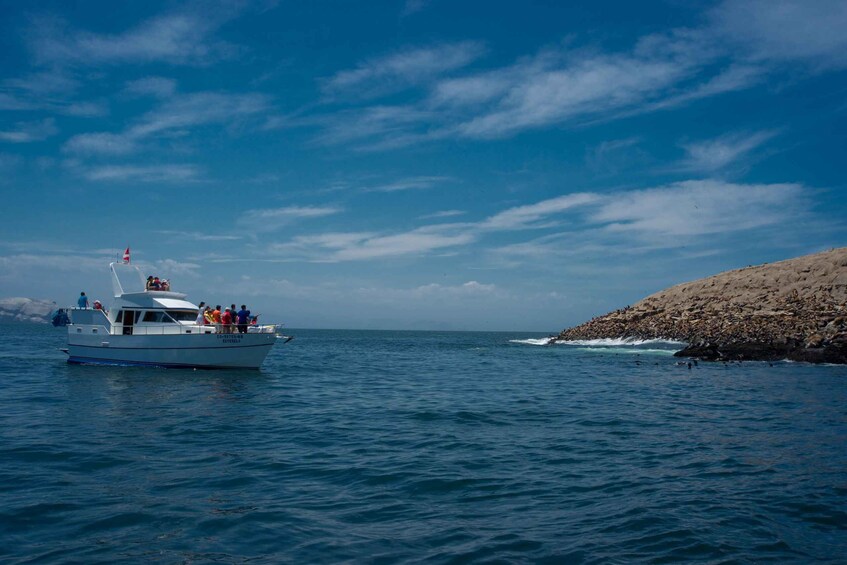 Picture 1 for Activity Lima: Sea Lion Swim and Wildlife Palomino Islands Cruise