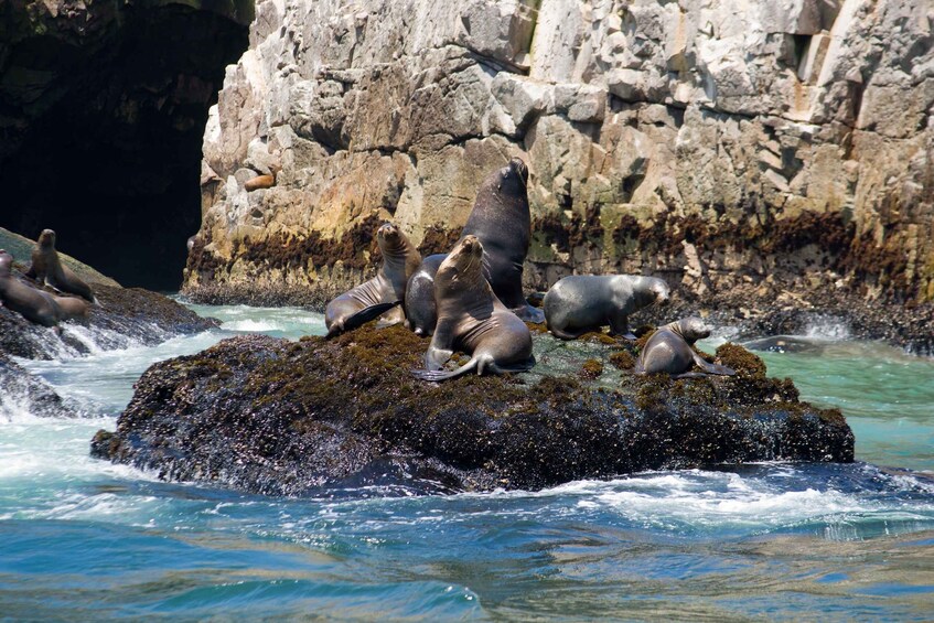 Picture 6 for Activity Lima: Sea Lion Swim and Wildlife Palomino Islands Cruise