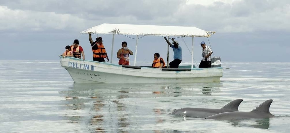 Picture 1 for Activity From Campeche: Isla Aguada Dolphin Encounter Tour