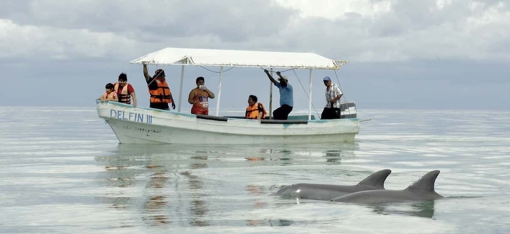 Picture 1 for Activity From Campeche: Isla Aguada Dolphin Encounter Tour