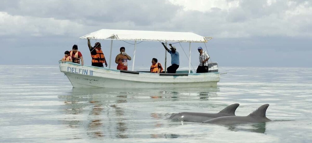 Picture 1 for Activity From Campeche: Isla Aguada Dolphin Encounter Tour