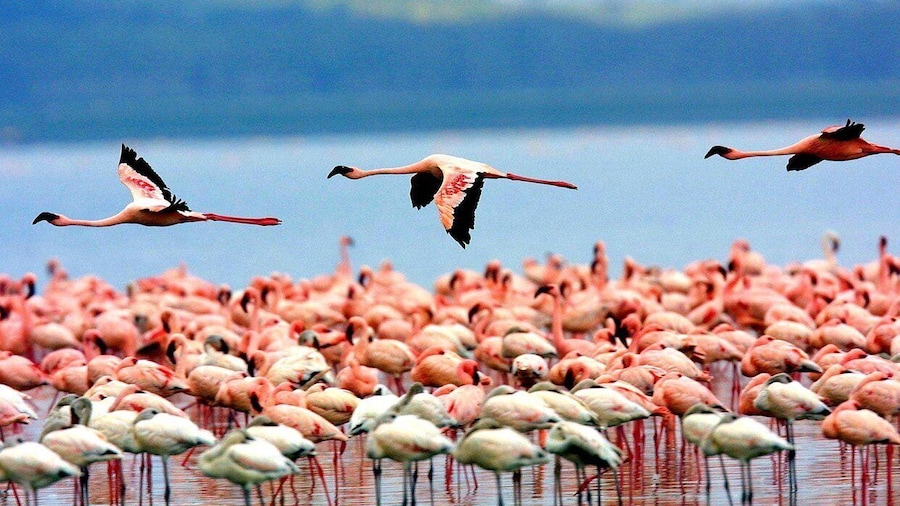 8-Day Essence of Tanzania Safari - Luxury