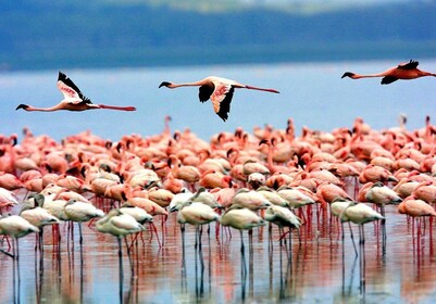 8-Day Essence of Tanzania Safari - Luxury