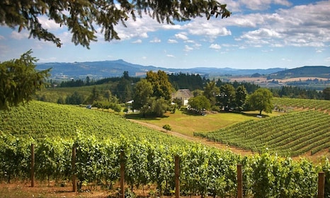Willamette Valley Wine Tour: A journey for the senses
