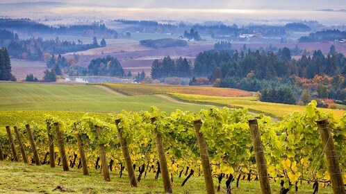 Willamette Valley Wine Tour: A journey for the senses