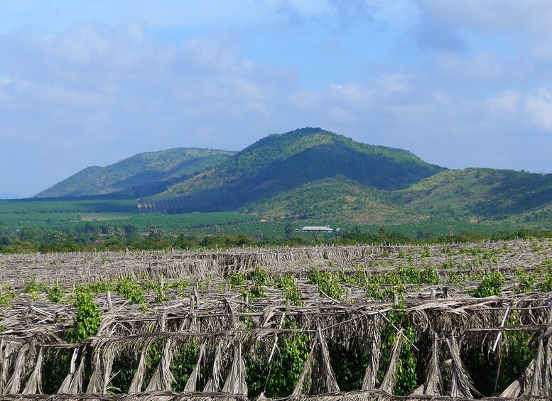 Picture 14 for Activity FULL DAY - Countryside Tuk-Tuk Pepper Tour + Kep