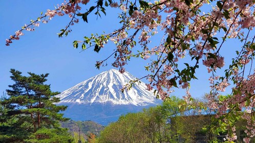 Guided Mt Fuji Private Tour GREEN NUMBER PLATES