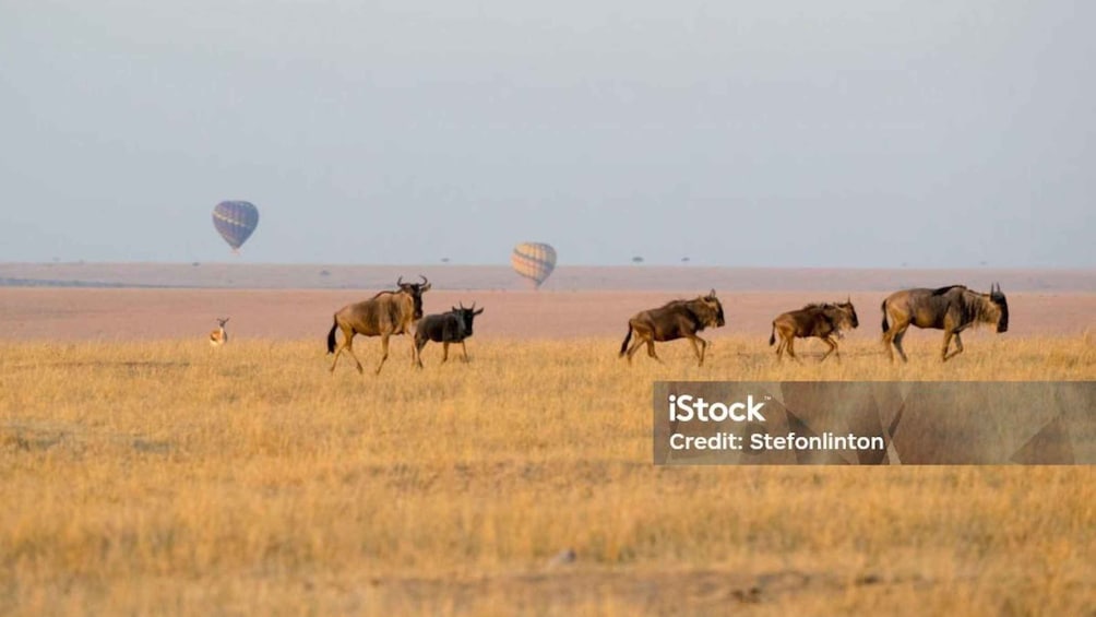 Picture 1 for Activity Sunrise Hot Air Balloon in Masai Mara