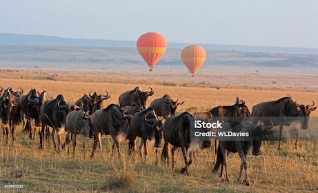 Sunrise Hot Air Balloon in Masai Mara