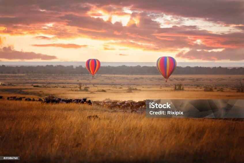 Picture 4 for Activity Sunrise Hot Air Balloon in Masai Mara