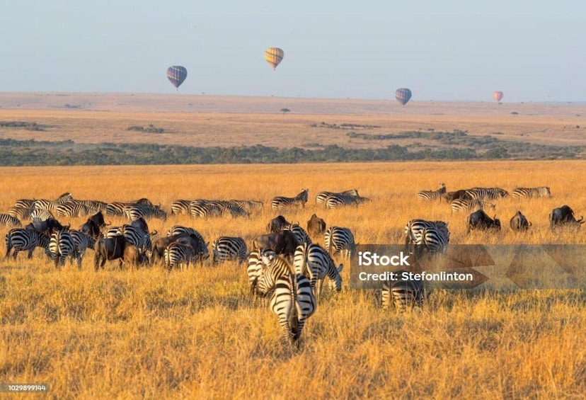 Picture 2 for Activity Sunrise Hot Air Balloon in Masai Mara