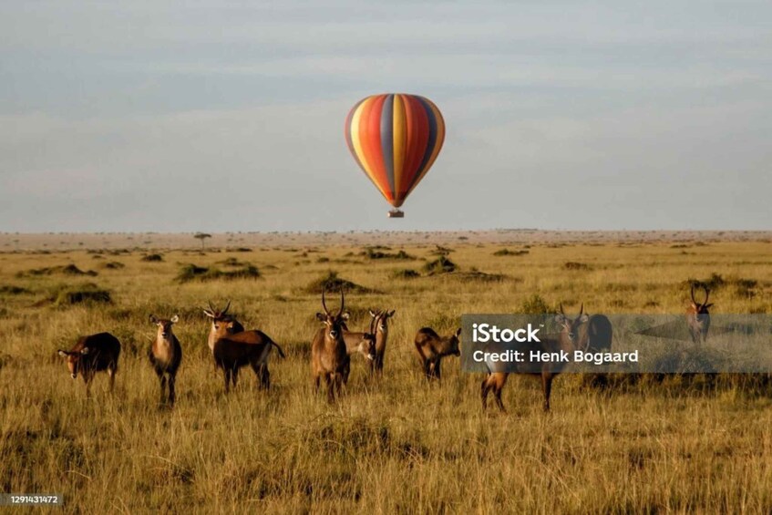 Picture 3 for Activity Sunrise Hot Air Balloon in Masai Mara