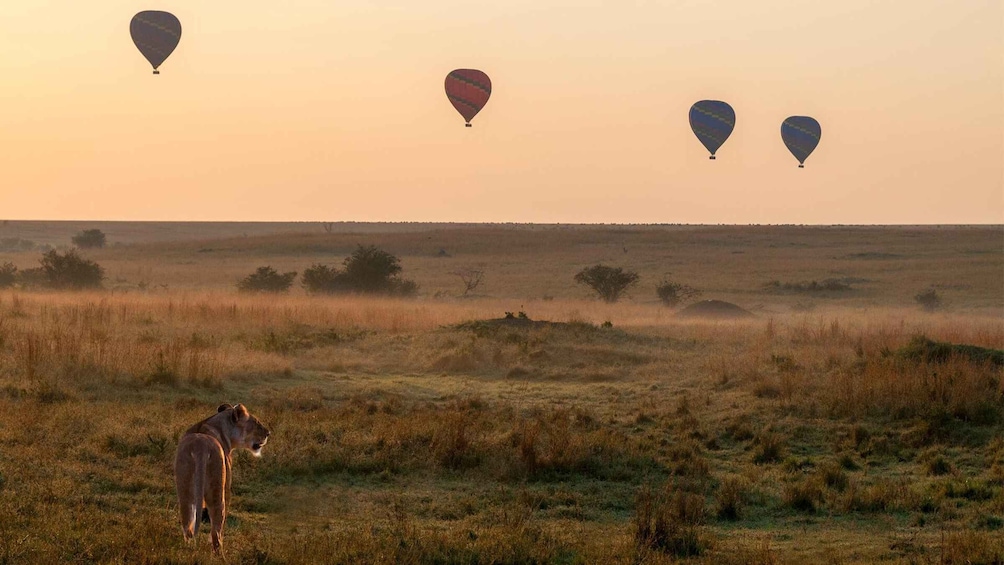 Picture 3 for Activity Overnight in Maasai Mara budget Private Safari