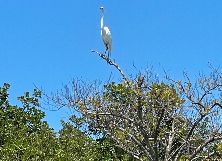 Picture 8 for Activity Fort Pierce: 2-hr Jungle Tour at Prehistoric Preserve in FL