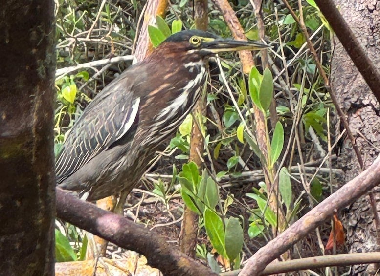 Picture 10 for Activity Fort Pierce: 2-hr Jungle Tour at Prehistoric Preserve in FL