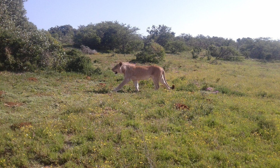 Picture 4 for Activity Addo Elephant National Park Game Drive Day Tour With Lunch