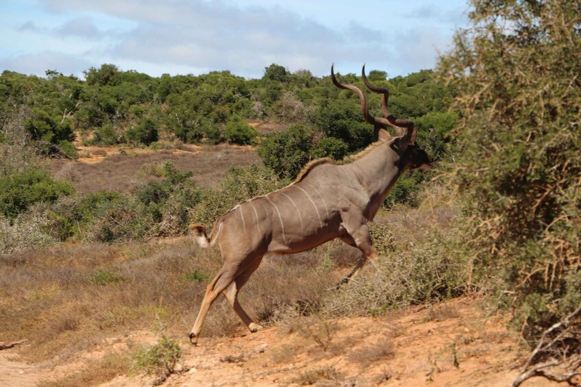 Picture 6 for Activity Addo Elephant National Park Game Drive Day Tour With Lunch