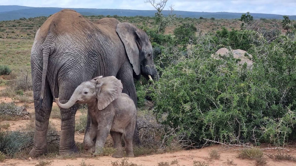 Addo Elephant National Park Game Drive Day Tour With Lunch