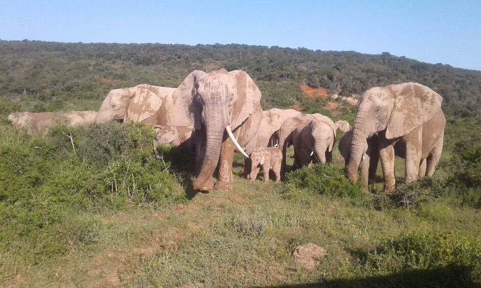 Picture 2 for Activity Addo Elephant National Park Game Drive Day Tour With Lunch