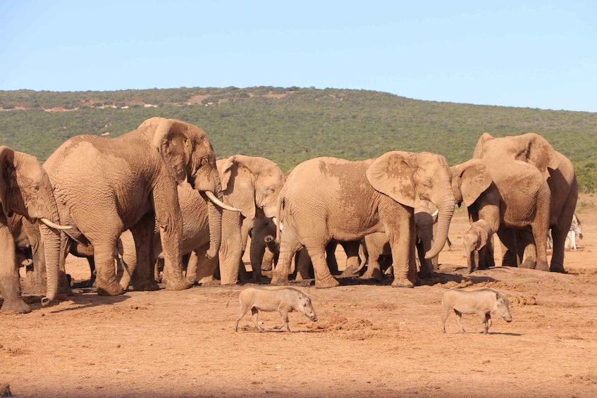 Picture 7 for Activity Addo Elephant National Park Game Drive Day Tour With Lunch