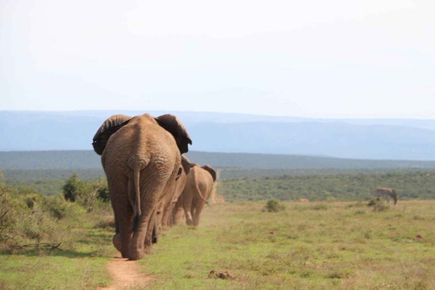 Picture 12 for Activity Addo Elephant National Park Game Drive Day Tour With Lunch