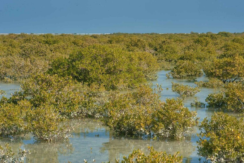 Picture 8 for Activity North Qatar: Zubara Fort, Jumail Village, Thakhira Mangroves